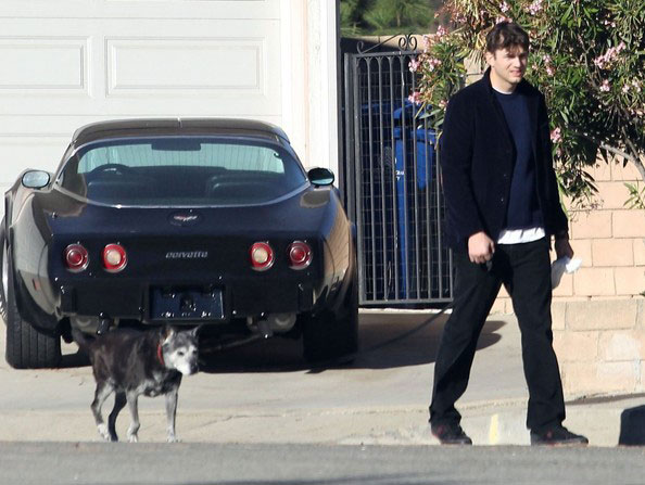 Ashton Kutcher tager sin hund en tur